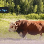 Bull Taurus Sign